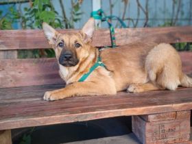 Wer öffnet sein Herz für Tamani ?