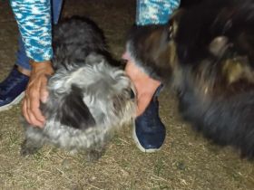 Kleine Lynn sucht großes Glück....