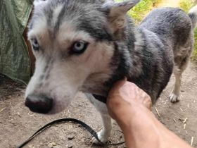 Fleur – gerettet aus der Tötung, jetzt auf der Suche nach Liebe