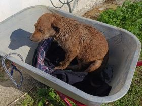 Melli – Eine goldige Seele sucht ihr Für-immer-Zuhause