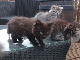 Wunderschöne reinrassige Sibirische Waldkatzen Kitten