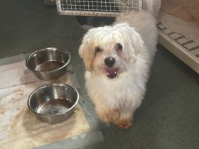 Zemi - muss noch sehr viel lernen - ist auf PS in 31595 Steyerberg / Niedersachsen