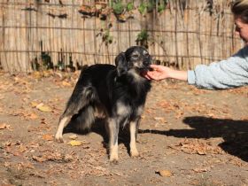 Gray - braucht erfahrene geduldige Leute