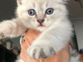 BKH Blue x Siam Tabby Silver x Ägyptische Mau