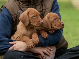 Süße Magyar Vizsla Welpen suchen ihr neues Zuhause