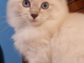 Große reinrassige Ragdoll Kitten mit sehr gutem Stammbaum suchen ein neues Zuhause