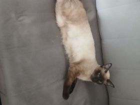 Verkaufe ein Siamkatze (weiblich)