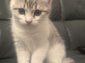 Zauberhafte BKH-Kitten suchen ein liebevolles Zuhause 🐾