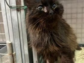 Pocholo, FIV positiv