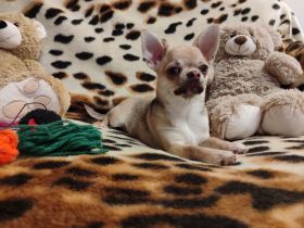 SÜSSE Chihuahua, mädchen welpe von den Saint Simon Origins!