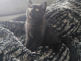 BKH KITTEN Dunkle Braun