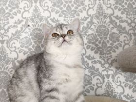 BKH KITTEN Reinrassig