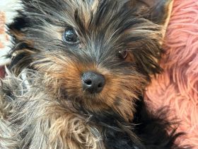 Süßer Yorkshire Terrier Rüde