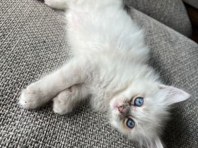 Reinrassige Heilige Birma Kitten – ab September abgabebereit