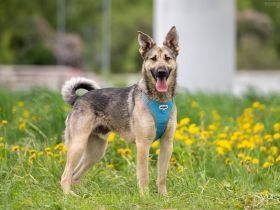 Sportlicher Alex wünscht sich ein aktives Zuhause