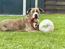 Mischlingshund Lucky