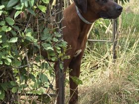 Rhodesian Ridgeback Deckrüde
