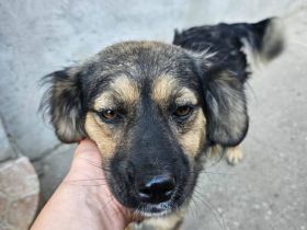 Coke, 2 Jahre, freundlich, aufgeschlossen, sucht eine liebe Familie