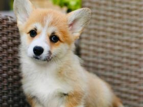 Zauberhafte Welsh Corgi Pembroke Hündinnen suchen ein Zuhause