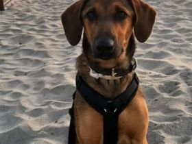 Kayo (männlicher Mischling, zur Pflege in 23701 Bockholt)