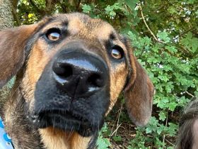 Kayo (männlicher Mischling, zur Pflege in 23701 Bockholt)