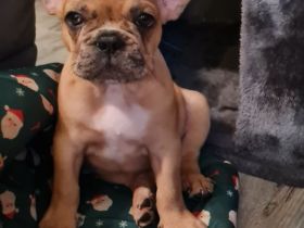 Französische Bulldoggen Welpen