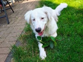 Arik auf Pflegestelle in 57223 Kreuztal/ NRW sucht seine Menschen