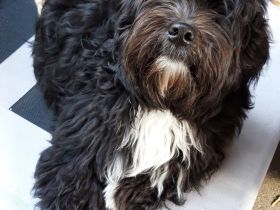 Reinrassiger Havaneserbub