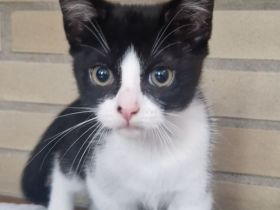 Europäisch kurzhaar Kitten