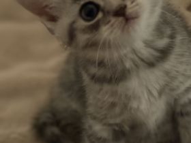 Bkh kitten drei Männchen