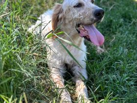 Notfellnase Ermis / männlich / derzeit noch in Griechenland