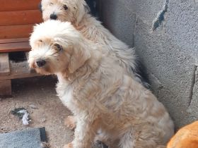 Notfellnasen Chioni & Philly / gemeinsame Vermittlung Mutter/Tochter / beide derzeit in Griechenland