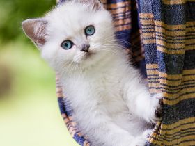 Besondere Bärchen, für besondere Menschen! Adoptiveltern gesucht...