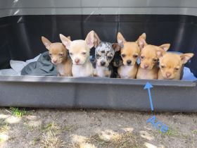 Süßer Chihuahua Welpe