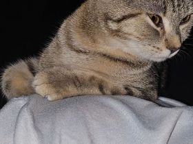 Bengal bkh kätzchen