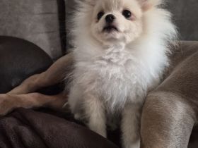 Pomeranian Zwergspitz Reinrassige Welpen Teddybär Poo