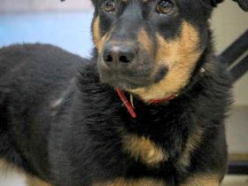 Kleine, schüchterne Rica sucht liebe Menschen