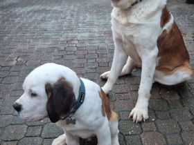 Bernhardiner Welpen suhen neue zuhause, aktuell 14 Wochen und nur noch ein Rüde zuhaben