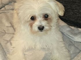 Havaneser-Malteser Mix