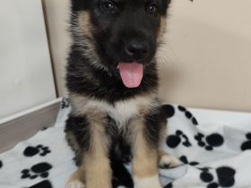 Deutscher Schäferhund/Siberian Husky Welpen