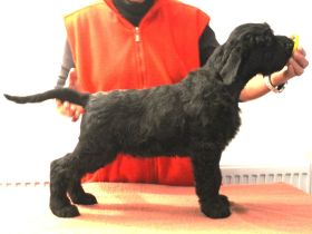 Riesenschnauzer schwarz Welpen mit FCI Ahnentafel