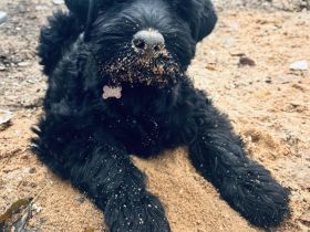 Riesenschnauzer schwarz Welpen mit FCI Ahnentafel