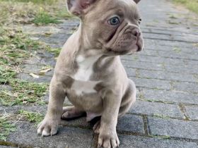 Französische Bulldoggen Welpen