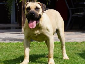 Top Presa Canario Welpen Deutsche Zucht, Papiere, EU-Pass, Chip, Eltern vor Ort!!