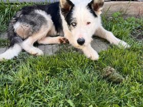 Struppi- verspielter Rüde sucht seine für immer Menschen🍀🐶