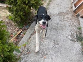 Liya- liebevolle Hündin sucht ihr für immer zuhause❤️🏡