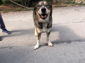 Emily- vertrauensvolle Hündin sucht ihre für immer Familie🫂🏡