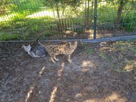 2 Savannah Katzen zu verkaufen