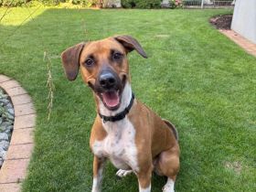 Elli – aufgeweckte und liebevolle Hündin sucht ihre für immer Familie🫂🏡