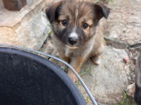 Nini (reserviert) - sucht ihr für immer zu Hause🐶🩷